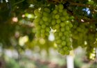 Planejamento, investimento e atenção redobrada são indispensáveis no cultivo da uva