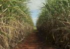 Safra de cana-de-açúcar deve ser de 598 milhões de toneladas