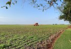 Clima favorável e expansão de áreas devem permitir safra de soja recorde em MS