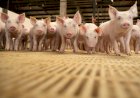Exportações de carne suína superam 100 mil toneladas em dezembro