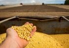 Soja: Brasil tem fraca comercialização e preços mistos