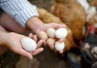 Consumo interno e tecnificação alavancam produção de aves e ovos em MS