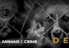 Maus tratos de Animais - Denuncie