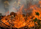 Brasil é o segundo da América do Sul com mais focos de incêndio em seis meses