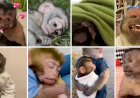 Memes 'fofos' e figurinhas de macacos escondem maus-tratos, apontam entidades
