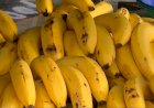 'Apocalipse das bananas': pesquisas apontam como evitar a propagação do fungo mal-do-Panamá na fruta
