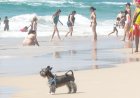 Cães nas praias são proibidos nos principais destinos do Brasil, aponta levantamento