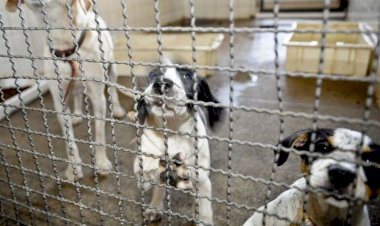 CAE vota projeto que proíbe uso de animais em testes de cosméticos