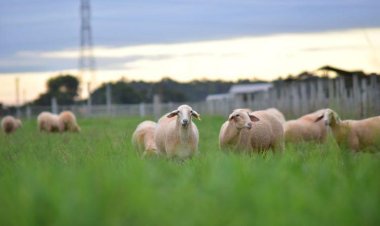 Valor do quilo do ovino vivo pago ao produtor tem aumento médio de 6% em 2022
