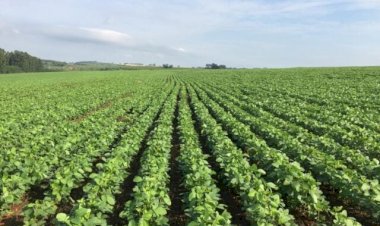 Consultoria revisa números da soja e do milho para cima