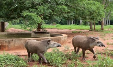 Antas que passaram por reabilitação durante 2 anos são reintroduzidas no Pantanal