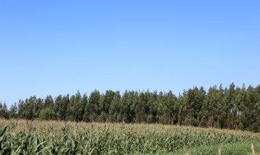 Produção agropecuária intensificada e sustentável será tema de evento em 2023
