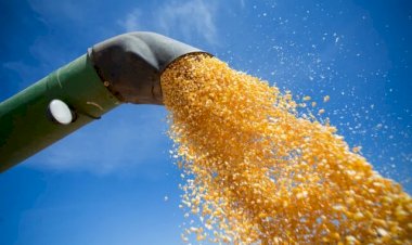 Clima segue determinante para mercado do milho nesta semana