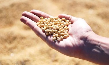 Soja: produção em MS deve ter aumento de 49,4%