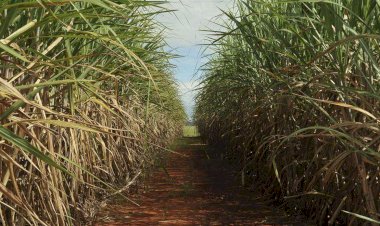 Safra de cana-de-açúcar deve ser de 598 milhões de toneladas