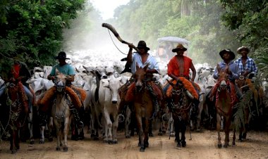 Governo prepara ações para levar carne pantaneira sustentável de MS a novos mercados