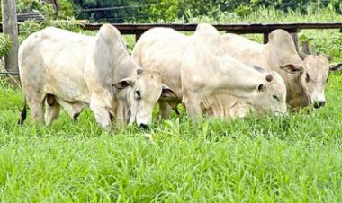 Oferta do Boi Gordo cresce, mas cotações seguem estáveis