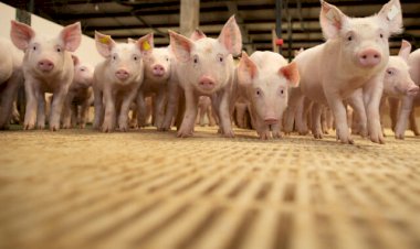 Exportações de carne suína superam 100 mil toneladas em dezembro