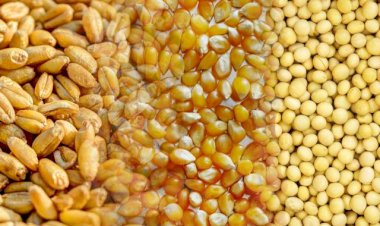 Conselho eleva projeção da safra mundial de grãos