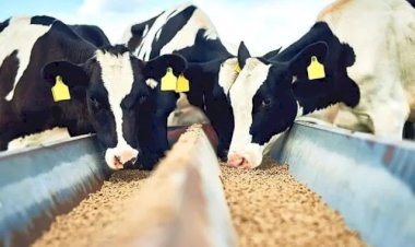 Produção de ração animal cresce no Brasil