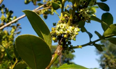 Ciência é solução para devolver à erva-mate status de ‘ouro verde’ no Estado