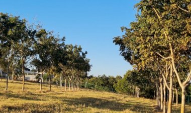 Estudo da Agraer avança para 'desvendar' a castanha do cerrado