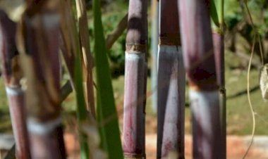Excesso de chuva pode afetar produtividade da cana-de-açúcar
