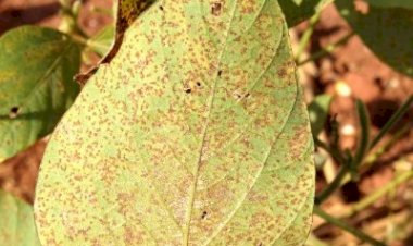 MS tem ocorrência de 13 pontos de ferrugem asiática