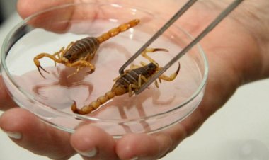 MS teve 3.205 ataques de escorpiões em 2022