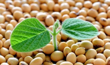 Conheça os 5 pilares da qualidade da semente de soja