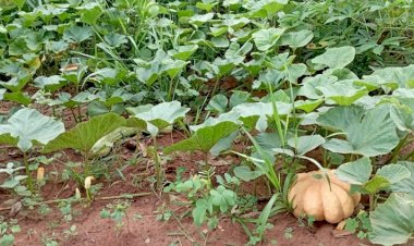 Com apoio do Governo, indígenas semeiam 12 hectares em aldeia