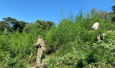 Senad destrói ‘lavoura’ de maconha e acampamento do narcotráfico ao lado de MS