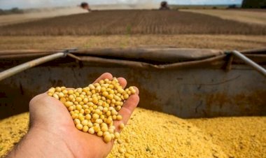 Soja: Brasil tem fraca comercialização e preços mistos