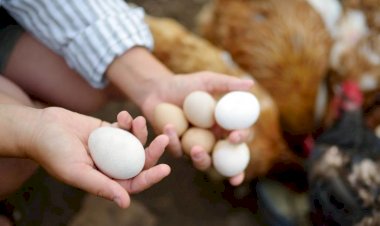 Consumo interno e tecnificação alavancam produção de aves e ovos em MS