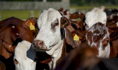 Santa Catarina atinge a marca histórica de 3 mil propriedades rurais certificadas livres de Brucelose e Tuberculose