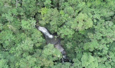 Estado de Santa Catarina reduz desmatamento da Mata Atlântica em 66%