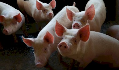 Exportação catarinense de carne suína registra alta de 21,1% em novembro