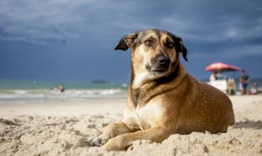 Moradores reclamam de pitbulls sem focinheira e cachorros nas praias da Grande Florianópolis