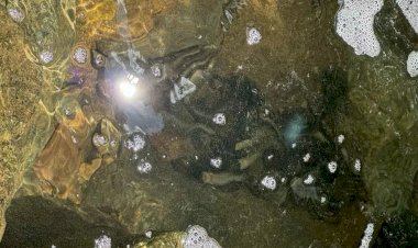 FOTOS: Peixes morrem em rio atingido por produto químico na Serra Dona Francisca em Joinville
