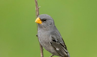 Santa Catarina atualiza lista de Fauna Ameaçada de Extinção
