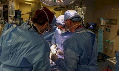 Médico brasileiro comanda o 1º transplante de rim de porco para um humano, nos EUA