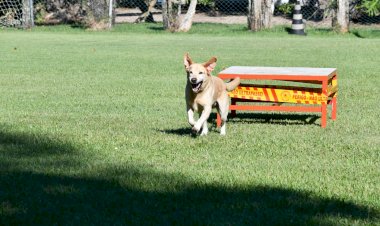 No Dia Internacional do Cão de Busca e Resgate, CBMSC enaltece atuação dos cães em ocorrências reais