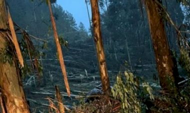 Defesa Civil de Santa Catarina confirma tornado no Oeste do estado, entre Passos Maia e Ponte Serrada