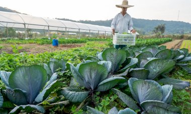 SC alcança marca de mais de 1.200 agricultores inscritos do Programa de Aquisição de Alimentos