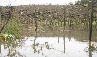 Temporais alagam vinhedos na Serra Gaúcha, e produtor diz: 'Nem imagino o tamanho do estrago'