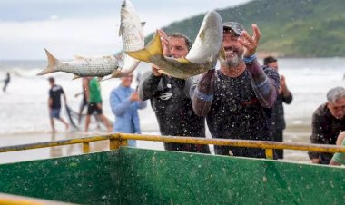 Safra da Tainha: tamanho surpreende e levanta suspeitas de que peixe seja ‘gringo’