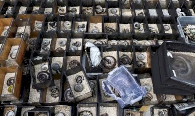 Incêndio em tradicional mercado de rua na Tailândia mata cerca de mil animais que estavam à venda