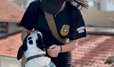 Polícia Civil lança portal para adoção de animais resgatados e vítimas de maus-tratos