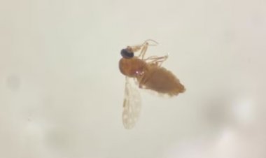 Ministério confirma mortes por febre oropouche na Bahia; é a 1ª vez que casos fatais da doença são registrados