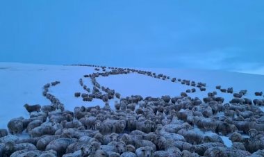 Frio extremo na Patagônia argentina congela animais; entenda fenômeno
